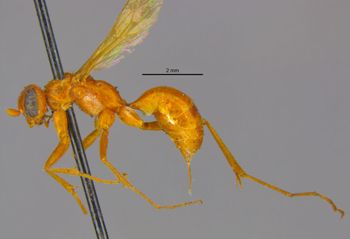 Media type: image;   Entomology 26738 Aspect: habitus lateral view
